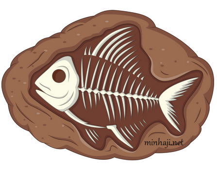 الأحفورة الأحفورة